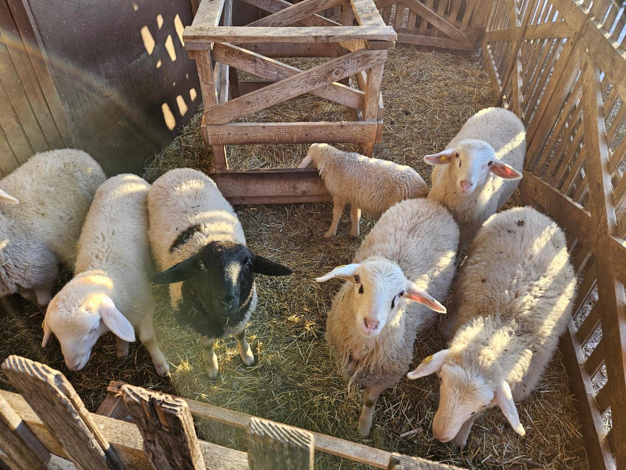 Tourist Farm Pr'Dovar Cerklje na Gorenjskem Buitenkant foto