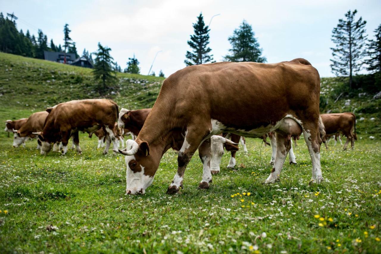 Tourist Farm Pr'Dovar Cerklje na Gorenjskem Buitenkant foto